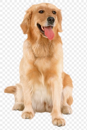 Golden Retriever png clipart, dog, | Free PNG - rawpixel