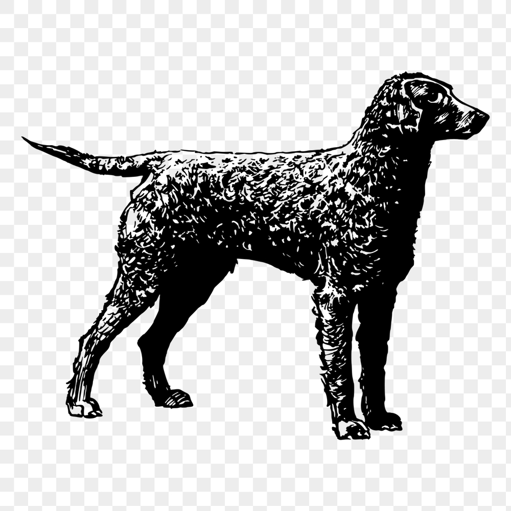 Golden retriever png dog sticker, | Free PNG - rawpixel