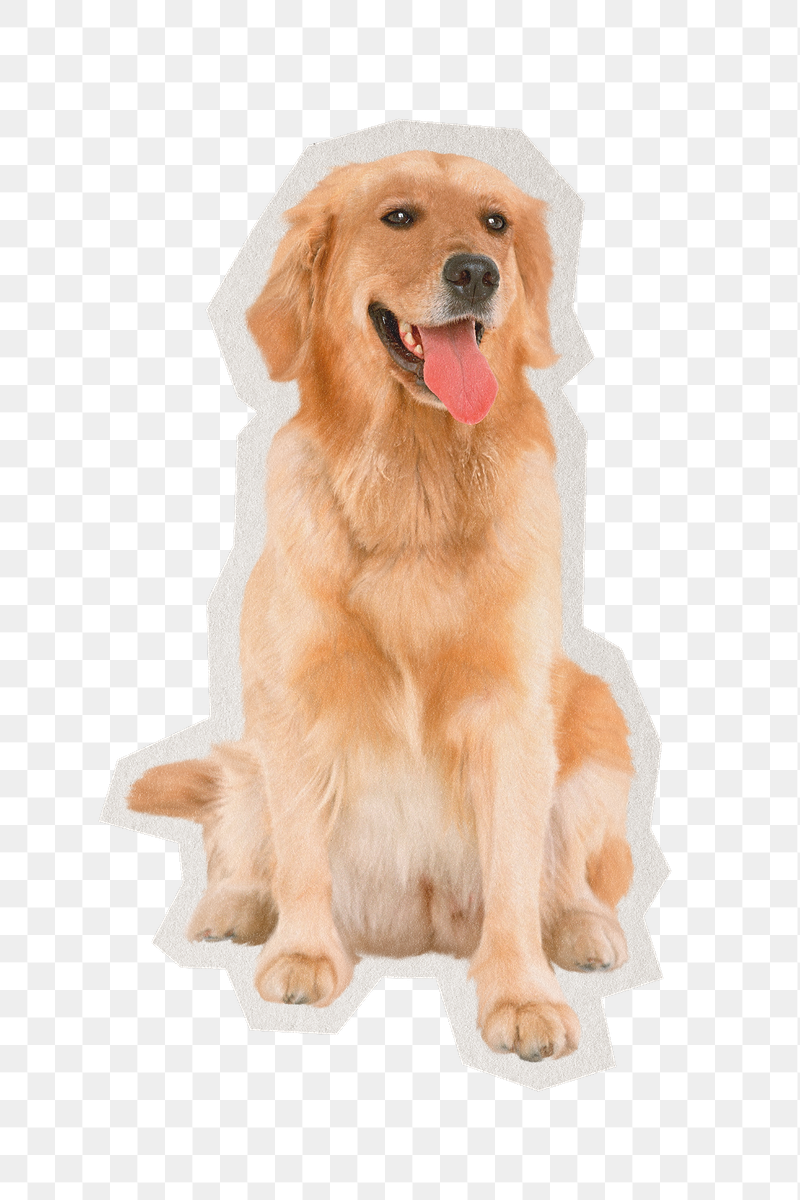 Golden Retriever png dog sticker, | Free PNG - rawpixel