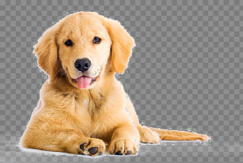 Golden Retriever PNG Image
