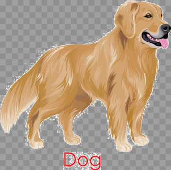 Golden Retriever PNG Image Background