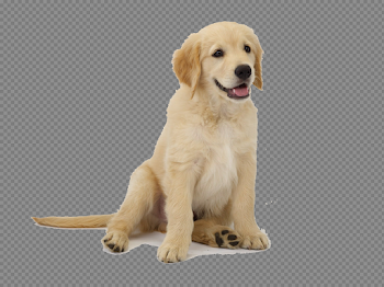 Golden Retriever PNG Images Transparent Free Download | PNGMart.com