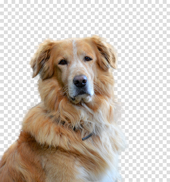 Golden Retriever PNG Picture