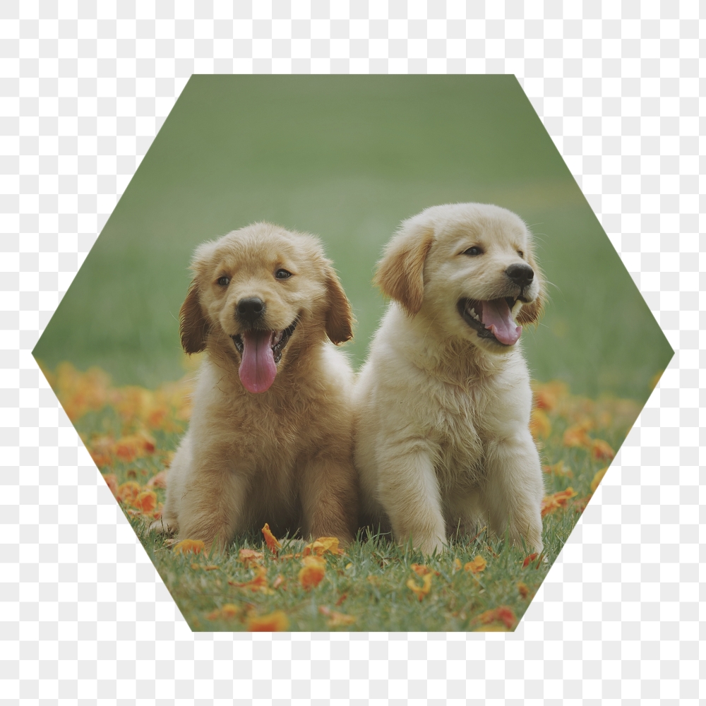 Golden Retriever png puppies badge | Free PNG - rawpixel