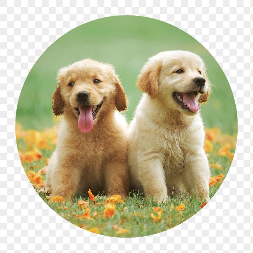 Golden Retriever png puppies badge | Free PNG - rawpixel