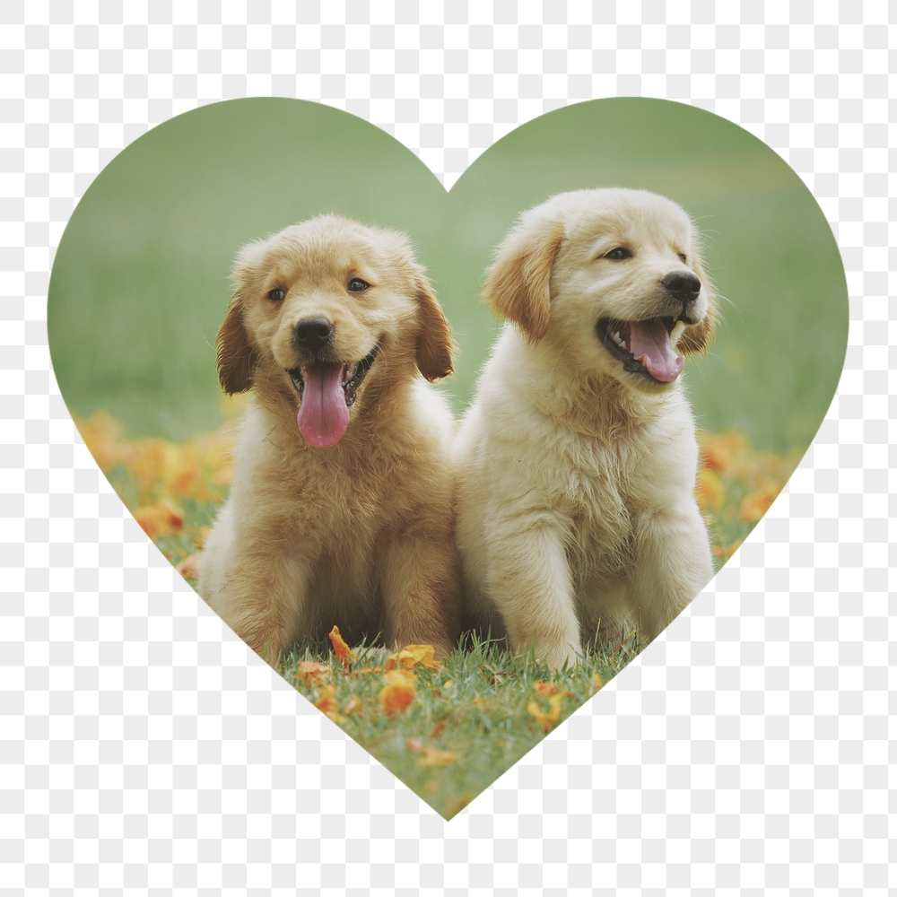 Golden Retriever png puppies badge | Free PNG - rawpixel
