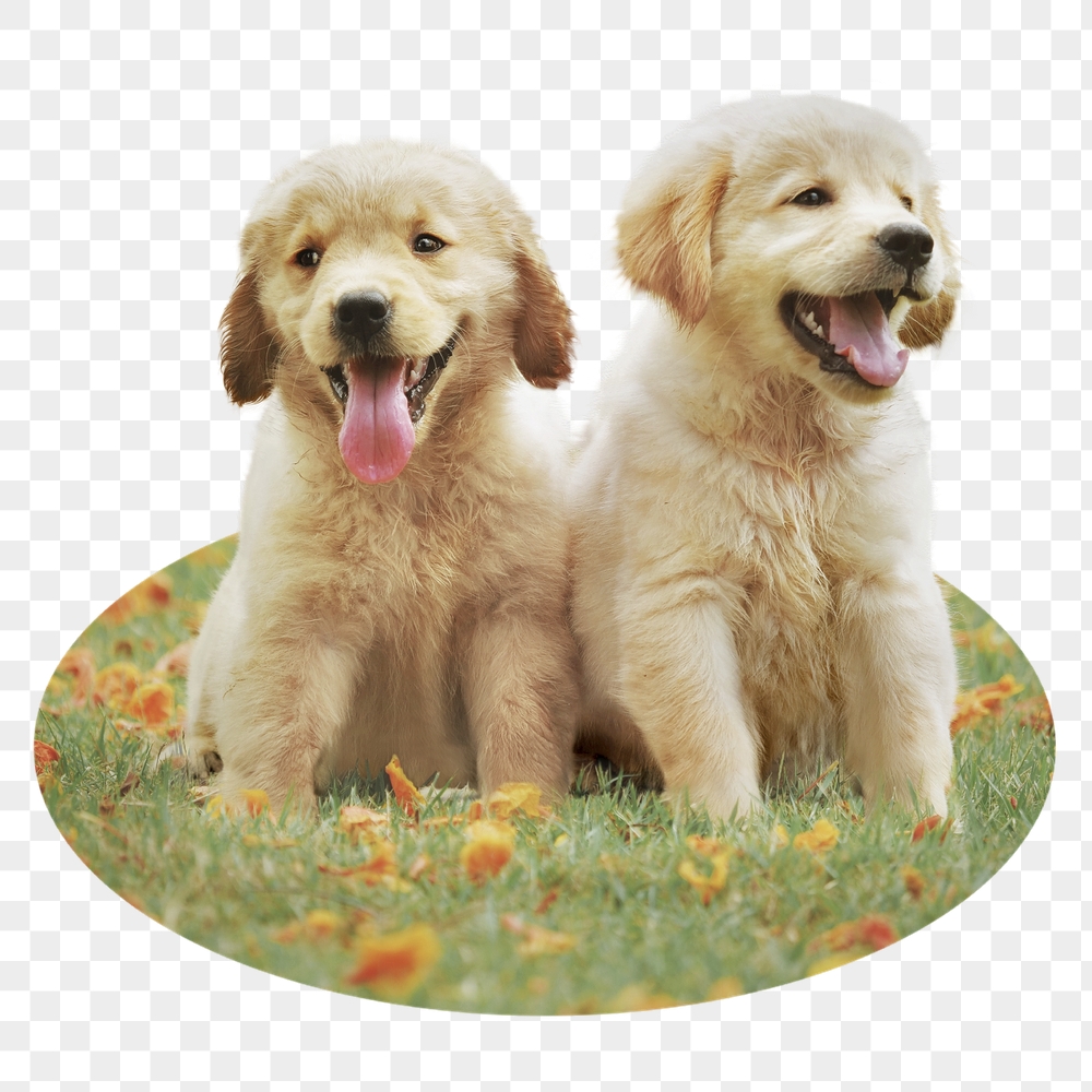 Golden Retriever png puppies badge | Free PNG - rawpixel