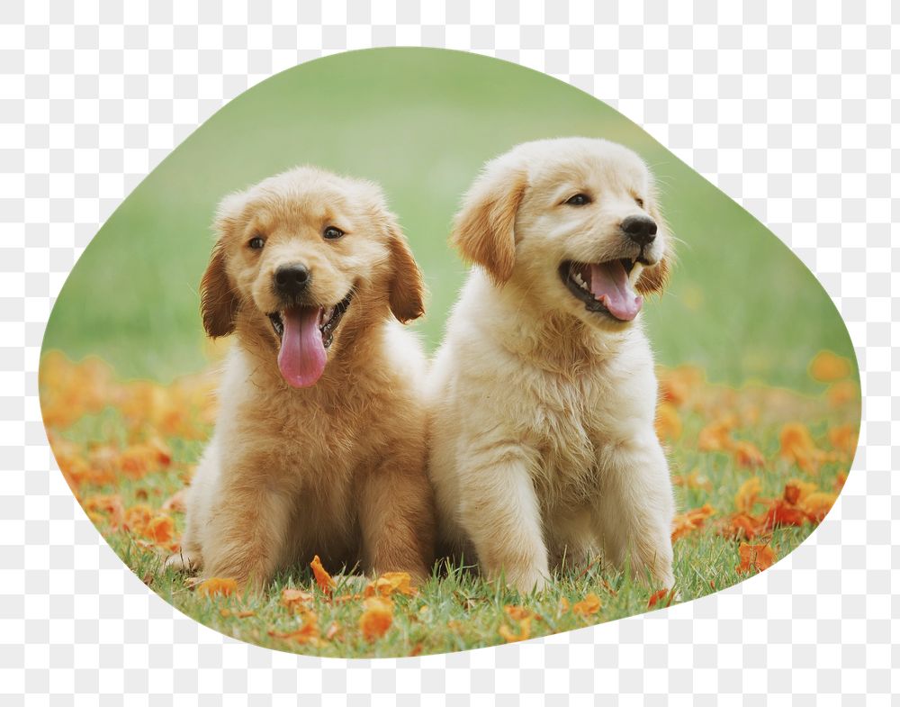 Golden Retriever png puppies badge | Free PNG - rawpixel