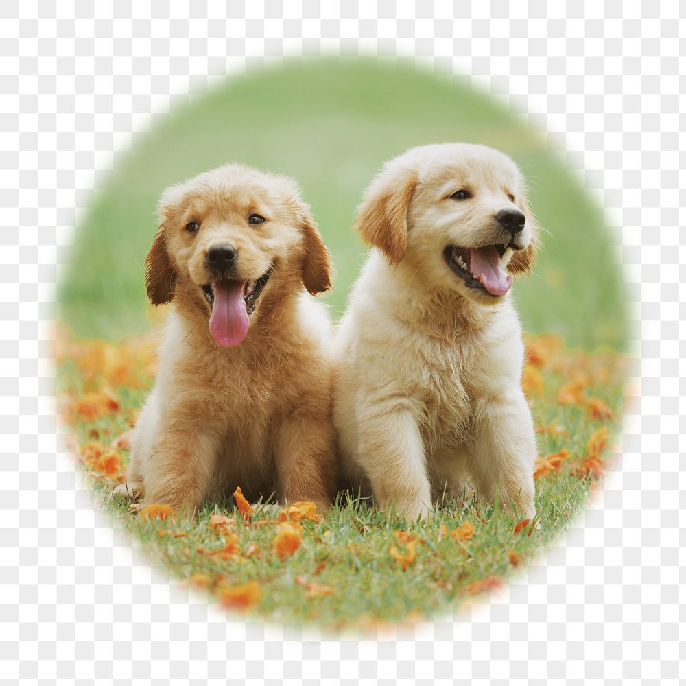 Golden Retriever png puppies badge | Free PNG - rawpixel