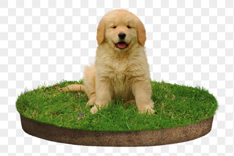 Golden Retriever png puppy sticker, | Free PNG - rawpixel
