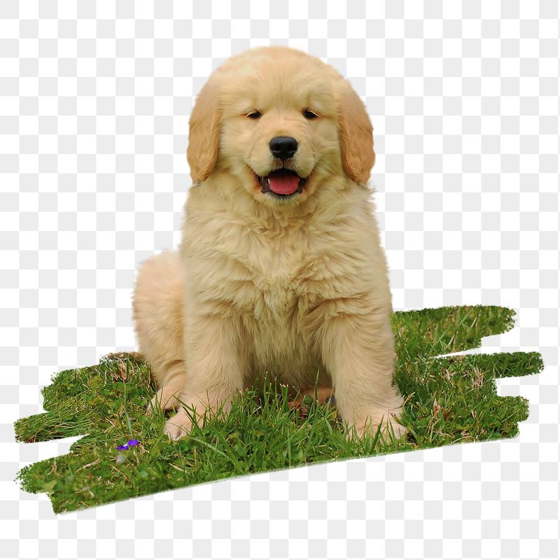 Golden Retriever png puppy sticker, | Free PNG - rawpixel