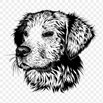 Golden Retriever png sticker, dog | Free PNG - rawpixel