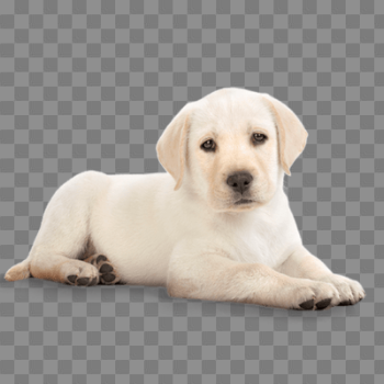 Golden Retriever PNG Transparent Image