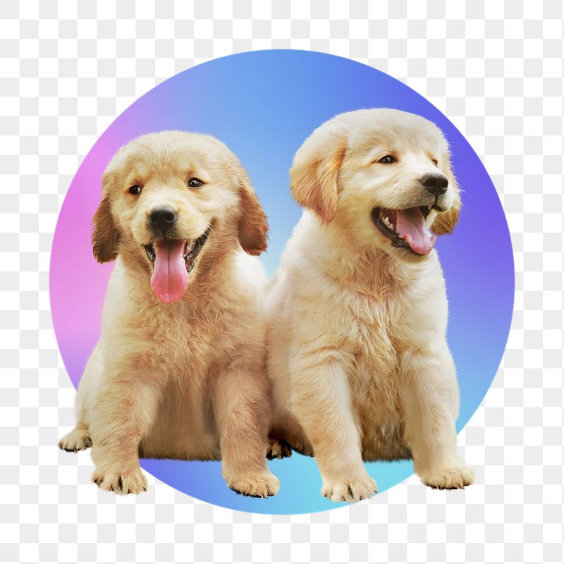 Golden retriever puppies png, round | Free PNG - rawpixel