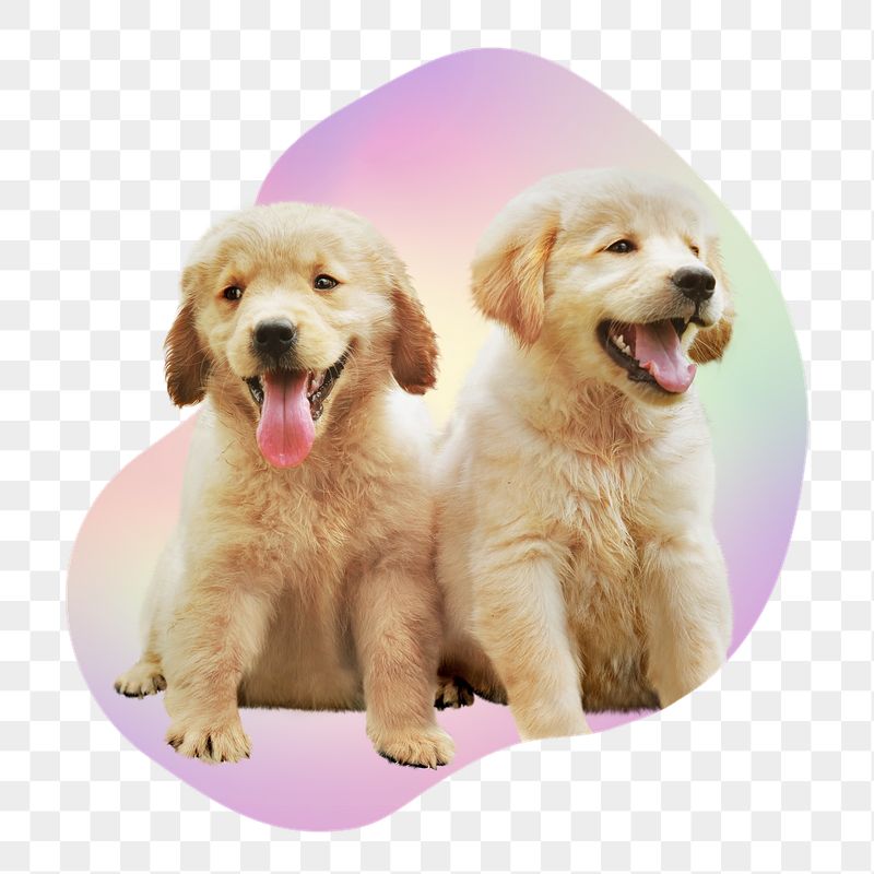 Golden retriever puppies png, transparent | Free PNG - rawpixel