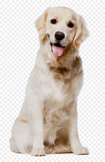 Golden Retriever Puppy English Cocker Spaniel Cat Poodle -  