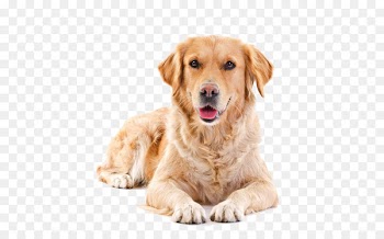Golden Retriever Puppy Pet sitting Cat - Pet dog golden hair 