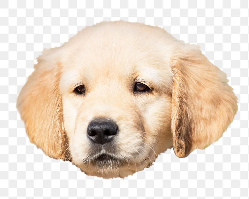 Golden retriever puppy png sticker, | Free PNG - rawpixel