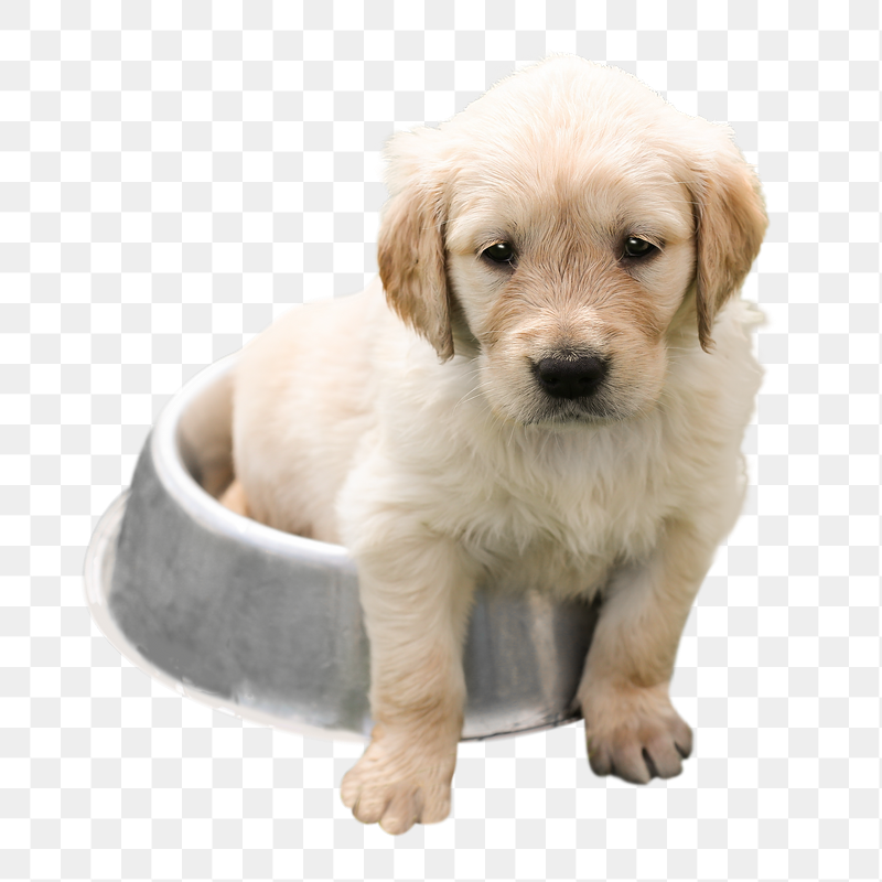 Golden Retriever puppy png sticker, | Free PNG - rawpixel