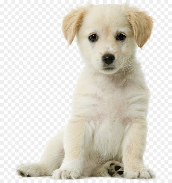 Golden Retriever Siberian Husky Puppy Cuteness Pet - Pet dog 
