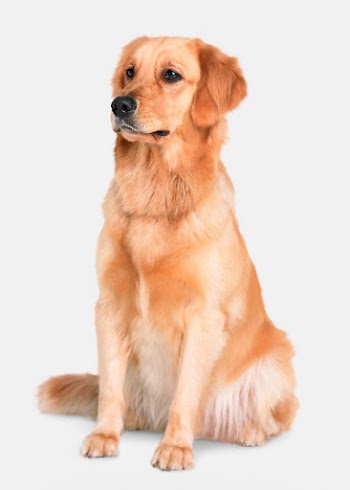 Golden retriever sitting, dog in white | Free Photo - rawpixel