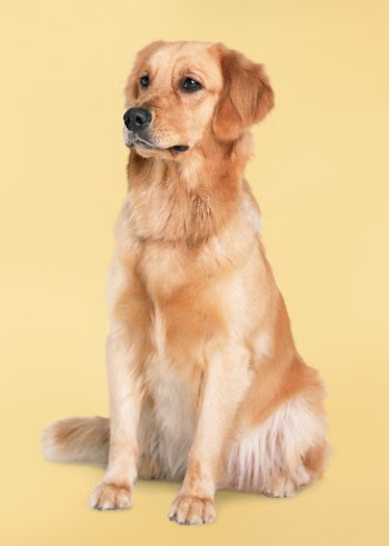 Golden retriever sitting, dog in yellow | Free Photo - rawpixel