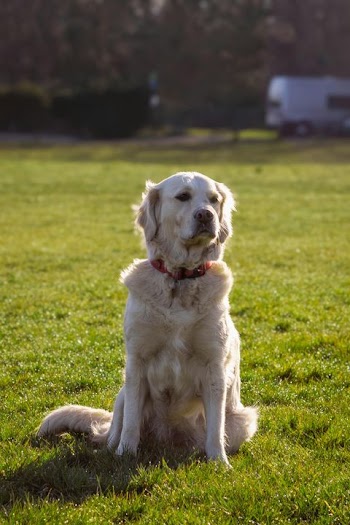 Golden Retriever Sitting in a Meadow