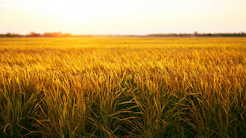 Golden Rice Field at Harvest