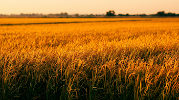 Golden Rice Fields at Harvest Time