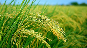 Golden Rice Panicles in Lush Paddy Field