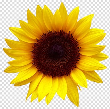 Golden sunflowers transparent background PNG clipart