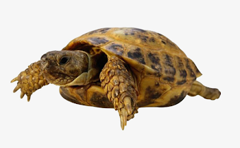 Golden Turtle, Animal, Tortoise, Golden PNG Image and Clipart for ...
