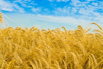 Golden wheat field and blue sky over it