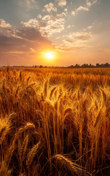 Golden Wheat Field at Sunset Golden Wheat Field at Sunset