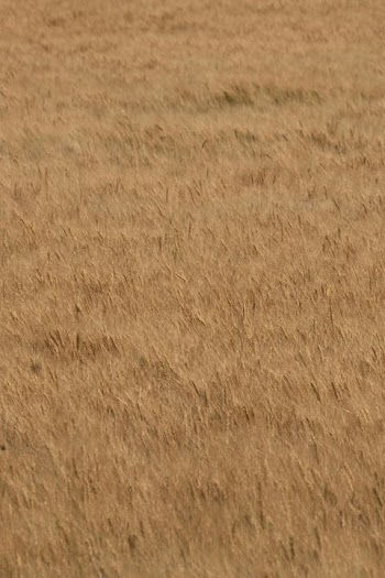 Golden Wheat Field Texture