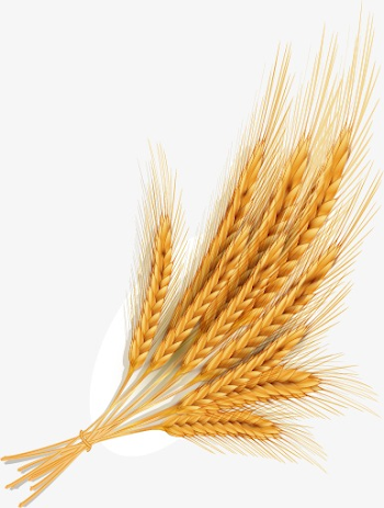Golden Wheat, Wheat, Ripe Wheat, Ripe PNG Image and Clipart for Free ...
