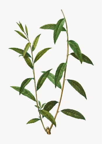 Golden willow branch | Free stock vector - 568374
