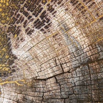 Golden wood texture | Free  photo - 2252069