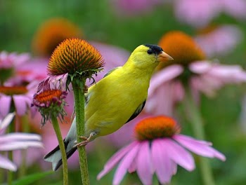 Goldfinch on a Coneflower.JPG