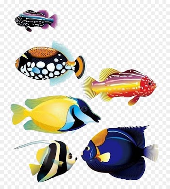 Goldfish Animal Tropical fish - Ocean fish 