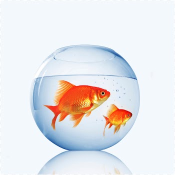Goldfish Aquarium Fishkeeping Pet Shop - goldfish 