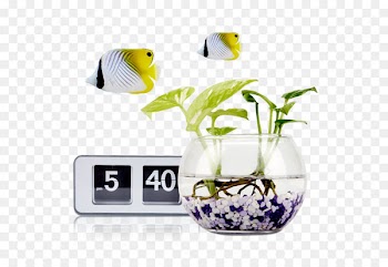 Goldfish Aquarium - goldfish 