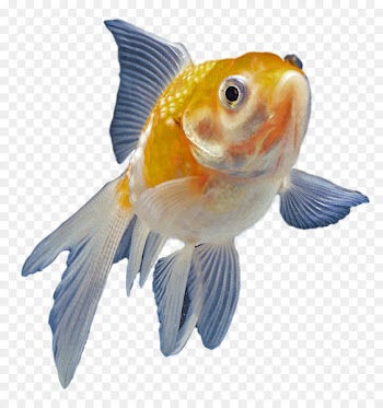 Goldfish Aquarium Ornamental fish - fish 
