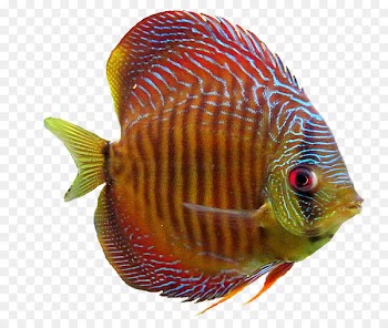 Goldfish Aquarium Ornamental fish - goldfish 