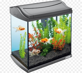 Goldfish Aquarium Tetra Siamese fighting fish Pet - fish 