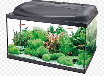 Goldfish Aquarium Tetra Tropical fish - Fish tank 