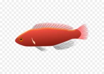 Goldfish Aquarium Tropical fish Clip art -  