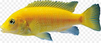 Goldfish Aquariums Coral reef fish - fish 