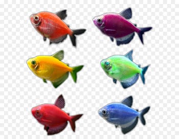 Goldfish Aquariums GloFish Tetra - orange glow 