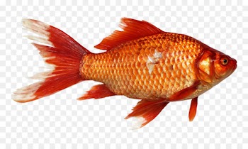 Goldfish Carp Clip art - goldfish 
